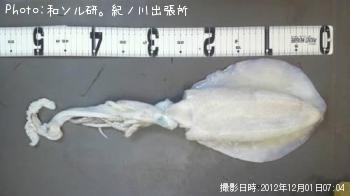 �����ꥤ��