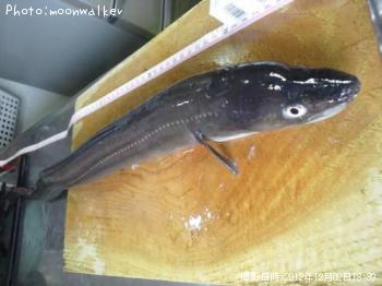 ¥¯¥í¥¢¥Ê¥´