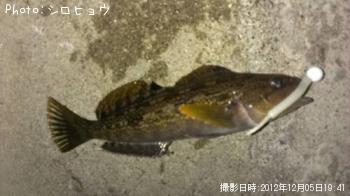 ¥¢¥¤¥Ê¥á¡¡