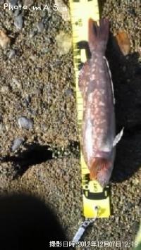 �����ʥ�