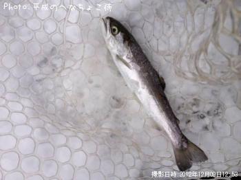 �����ۥ������