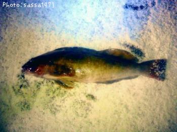 �����ʥ�