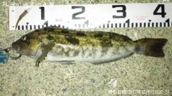 �����ʥ�