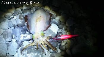 ¥¢¥ª¥ê¥¤¥«