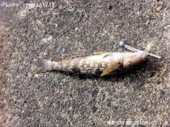 �����ʥ�