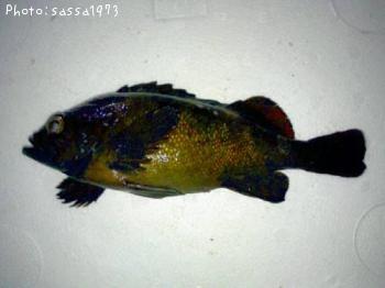 ¥¨¥¾¥á¥Ð¥ë