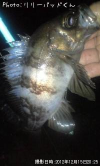 ��Х�����