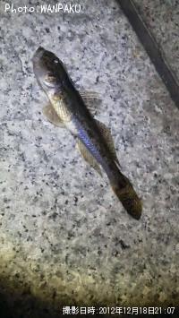 �ϥ�
