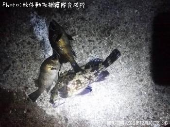 ��Х롡������