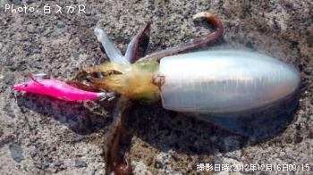 ¥¢¥ª¥ê¥¤¥«