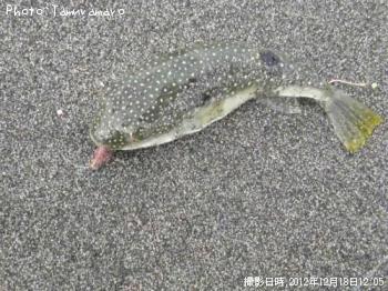 ¥·¥ç¥¦¥µ¥¤¥Õ¥°