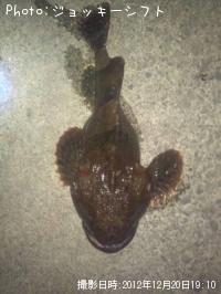 ¥«¥¸¥«¡©¡©