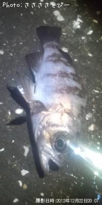 ʢ�ѥ󥽥�����Х�