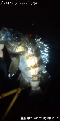 ʢ�ѥ󥽥�����Х�