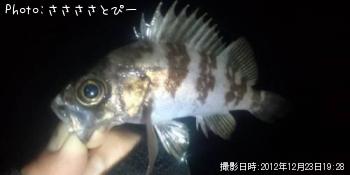 ソイ&メバル&スター