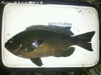 �����᥸��