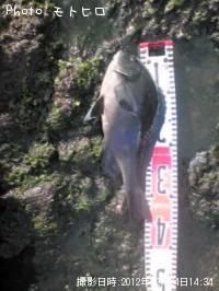 ¸ýÂÀ¥á¥¸¥Ê