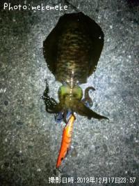 ¥¢¥ª¥ê¥¤¥«