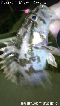 ¥¿¥±¥Î¥³¥á¥Ð¥ë