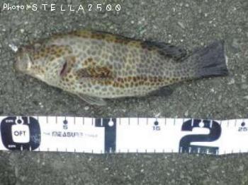 �������ϥ�