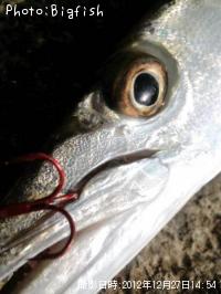 ¥ª¥Ë¥«¥Þ¥¹