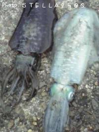 �����ꥤ��