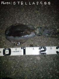 �����ꥤ��