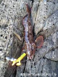 �����ʥ�