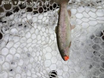 �쥤��ܡ��ȥ饦��