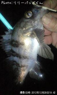 ��Х�����