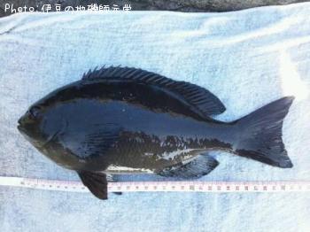 ¸ýÂÀ¥á¥¸¥Ê