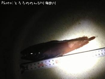 �������������ʥ�