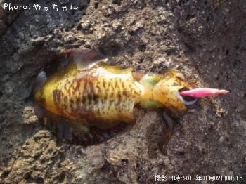 ¥¢¥ª¥ê¥¤¥«