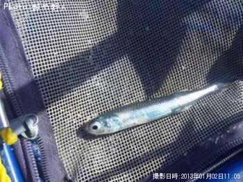 ¥È¥¦¥´¥í¥¦¥¤¥ï¥·