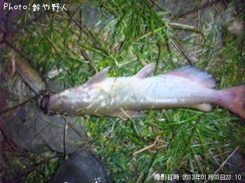 ¥¥ã¥Ã¥È¥Õ¥£¥Ã¥·¥å