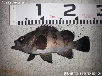 めばる