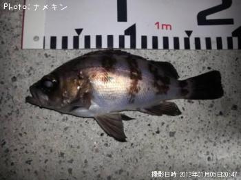 めばる