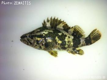 �٥å�������