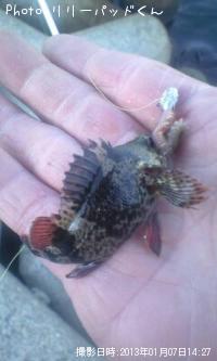 �ҥ��������