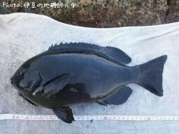 ¸ýÂÀ¥á¥¸¥Ê