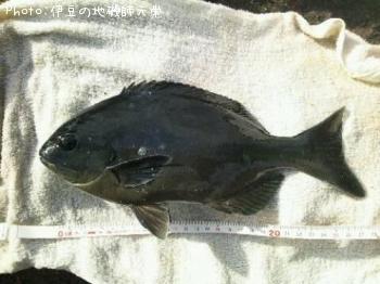 ÈøÄ¹¥á¥¸¥Ê