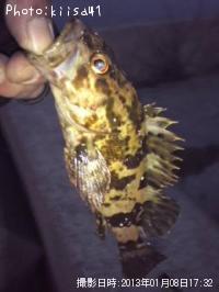 タケノコメバル