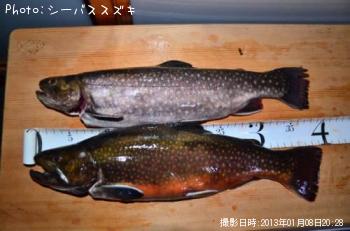 ���㥬���ȥ饦��