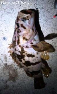 �����Υ���Х�