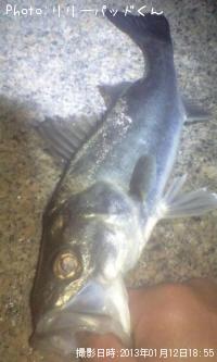 子スズキ早智子