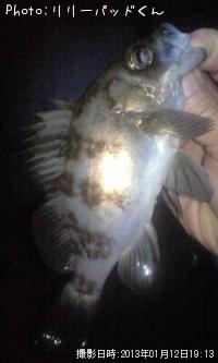 メバルんるん♪