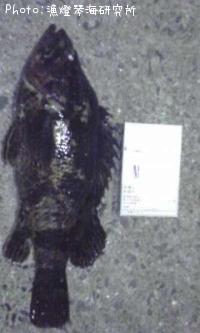 �����Υ���Х�