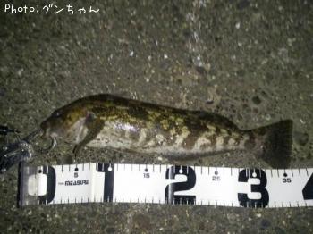 �����ʥ�