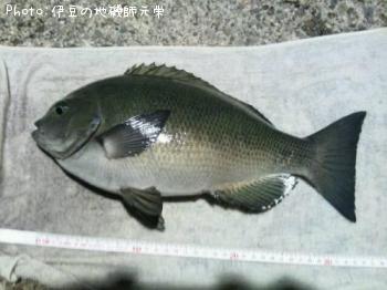 �����᥸��