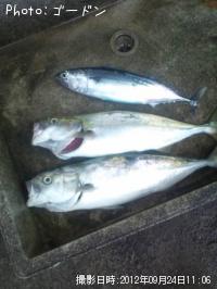 �ޡ̥參����